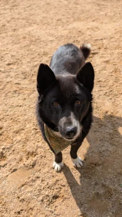 Bandelė, Juoda female 6yo mixed breed for adoption at Tautmiles globa, Vilniaus r. sav.