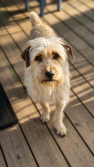 Bobikas, Ruda male 6yo mixed breed for adoption at Tautmiles globa, Vilniaus r. sav.