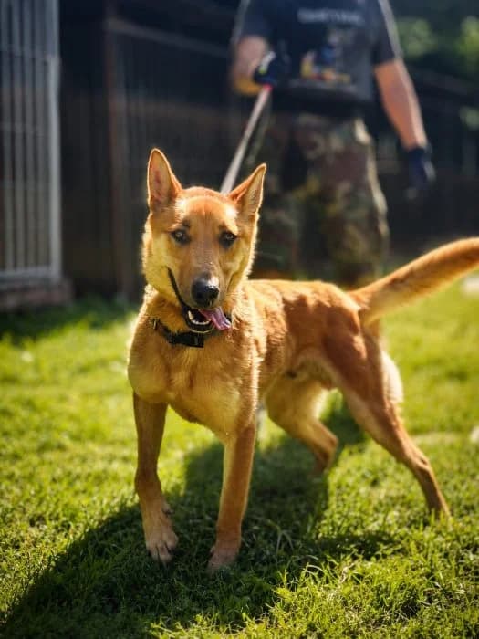 Dangis, Ruda male young mixed breed for adoption at Tautmiles globa, Vilniaus r. sav.