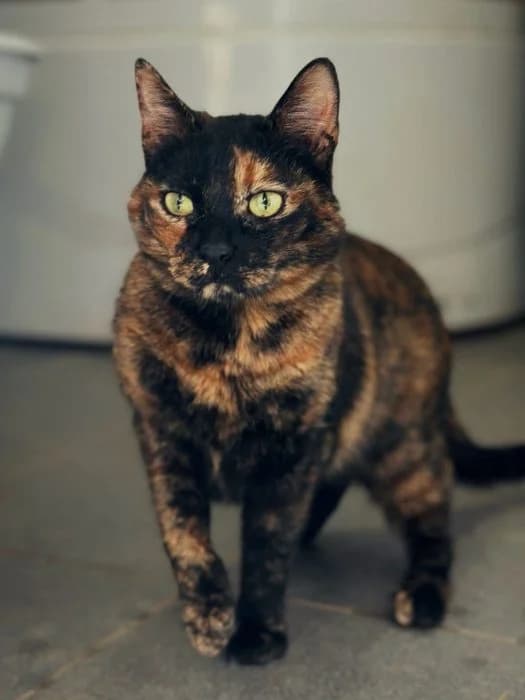 Egiptietė, Trispalvė female 6yo mixed breed for adoption at Tautmiles globa, Vilniaus r. sav.