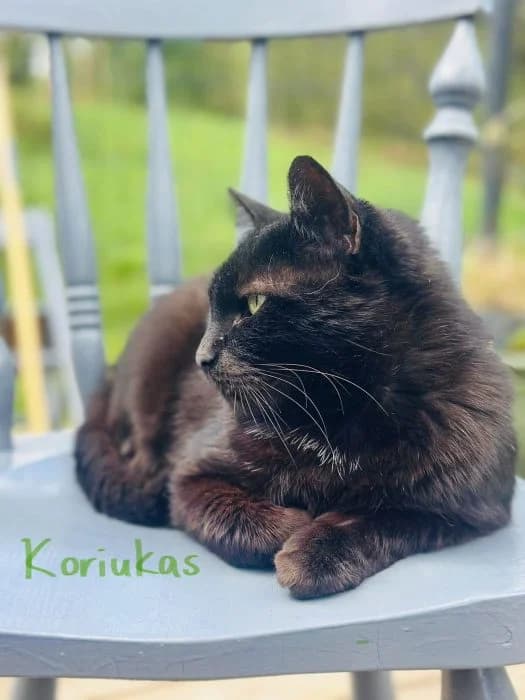 Koriukas, Juoda male 6yo mixed breed for adoption at Tautmiles globa, Vilniaus r. sav.