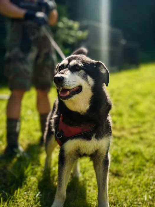 Leila, Juoda Ruda female 6yo mixed breed for adoption at Tautmiles globa, Vilniaus r. sav.
