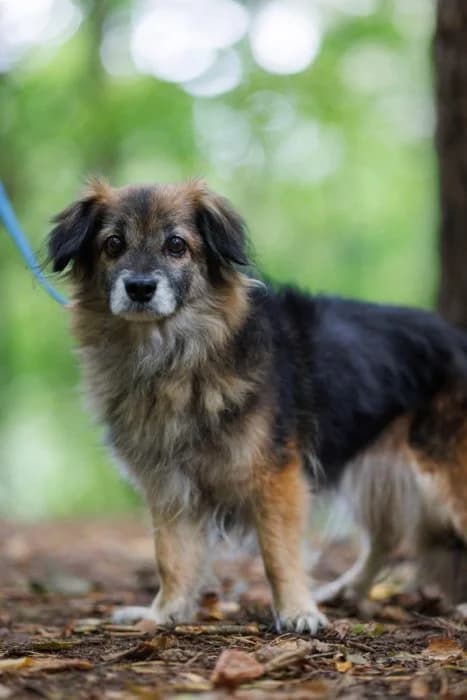 Loli, Juoda Ruda female senior mixed breed for adoption at Tautmiles globa, Vilniaus r. sav.