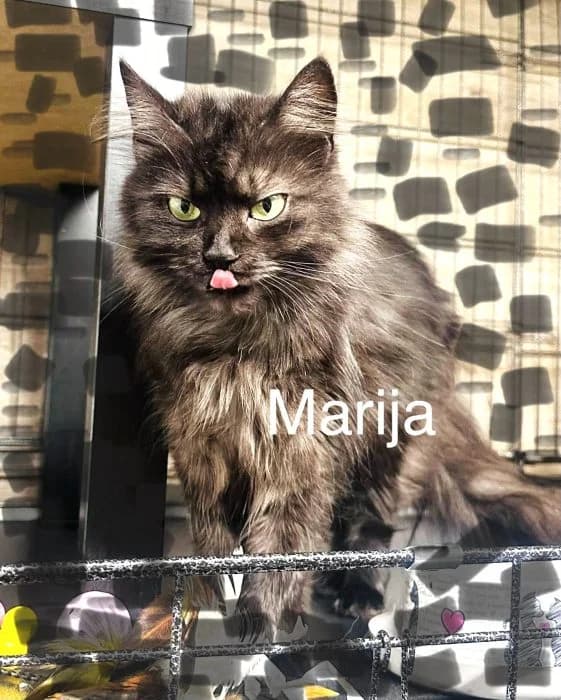 Marija, Juoda female young mixed breed for adoption at Tautmiles globa, Vilniaus r. sav.