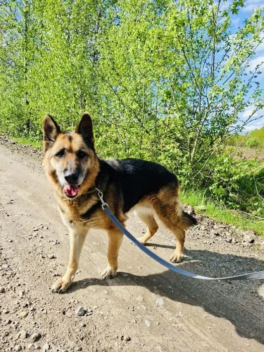 Roma, Ruda female senior mixed breed for adoption at Tautmiles globa, Vilniaus r. sav.