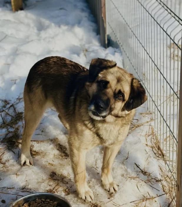 Ryčka, Pilka male young mixed breed for adoption at Tautmiles globa, Vilniaus r. sav.