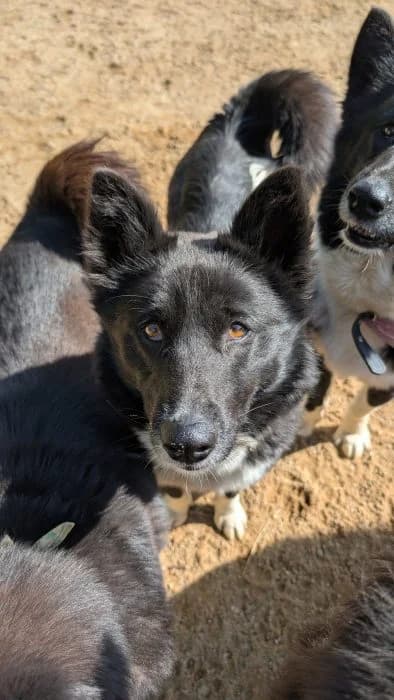 Selga, Juoda female 6yo mixed breed for adoption at Tautmiles globa, Vilniaus r. sav.