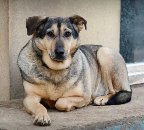 Smiltė, Pilka female 6yo mixed breed for adoption at Tautmiles globa, Vilniaus r. sav.