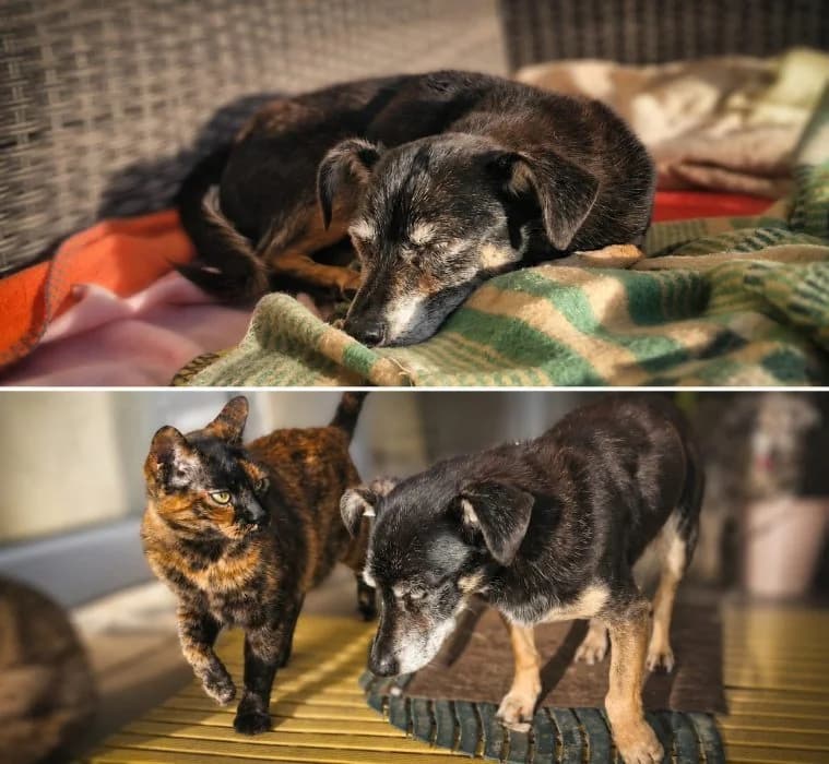 Žiulis, Juoda male 6yo mixed breed for adoption at Tautmiles globa, Vilniaus r. sav.