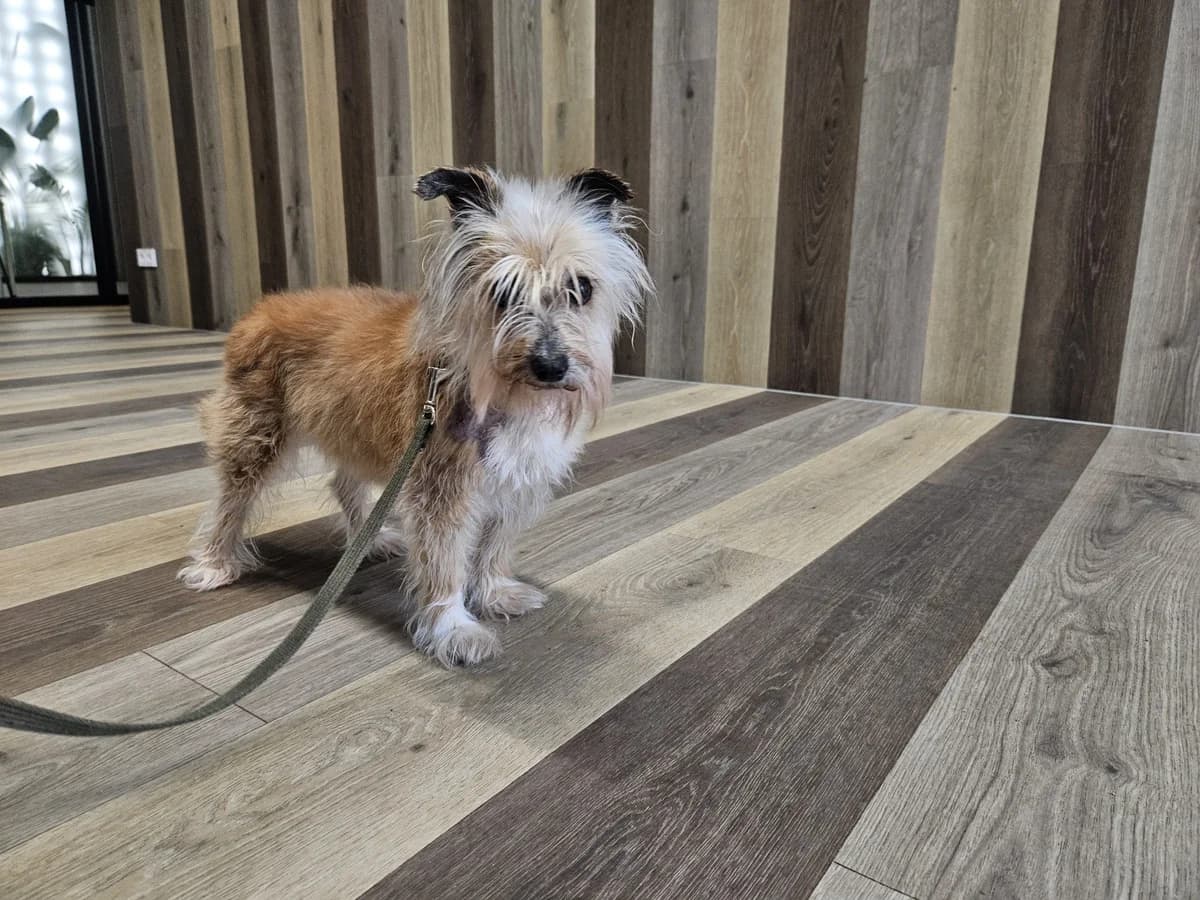 Aira, Mixed Breed for adoption at Vilkaviškio Gyvūnų Globos Namai, Vilniaus m. sav.
