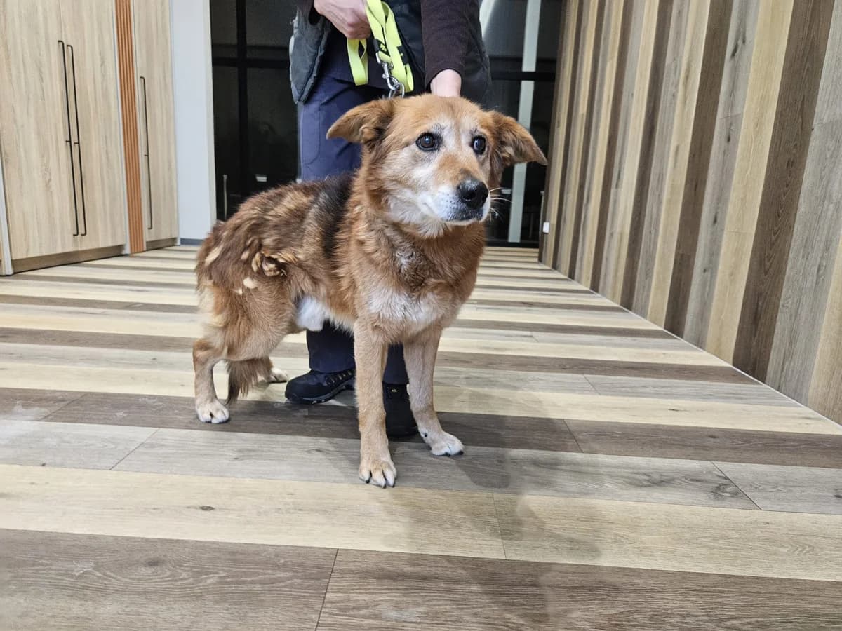 Argo, Mixed Breed for adoption at Vilkaviškio Gyvūnų Globos Namai, Vilniaus m. sav.