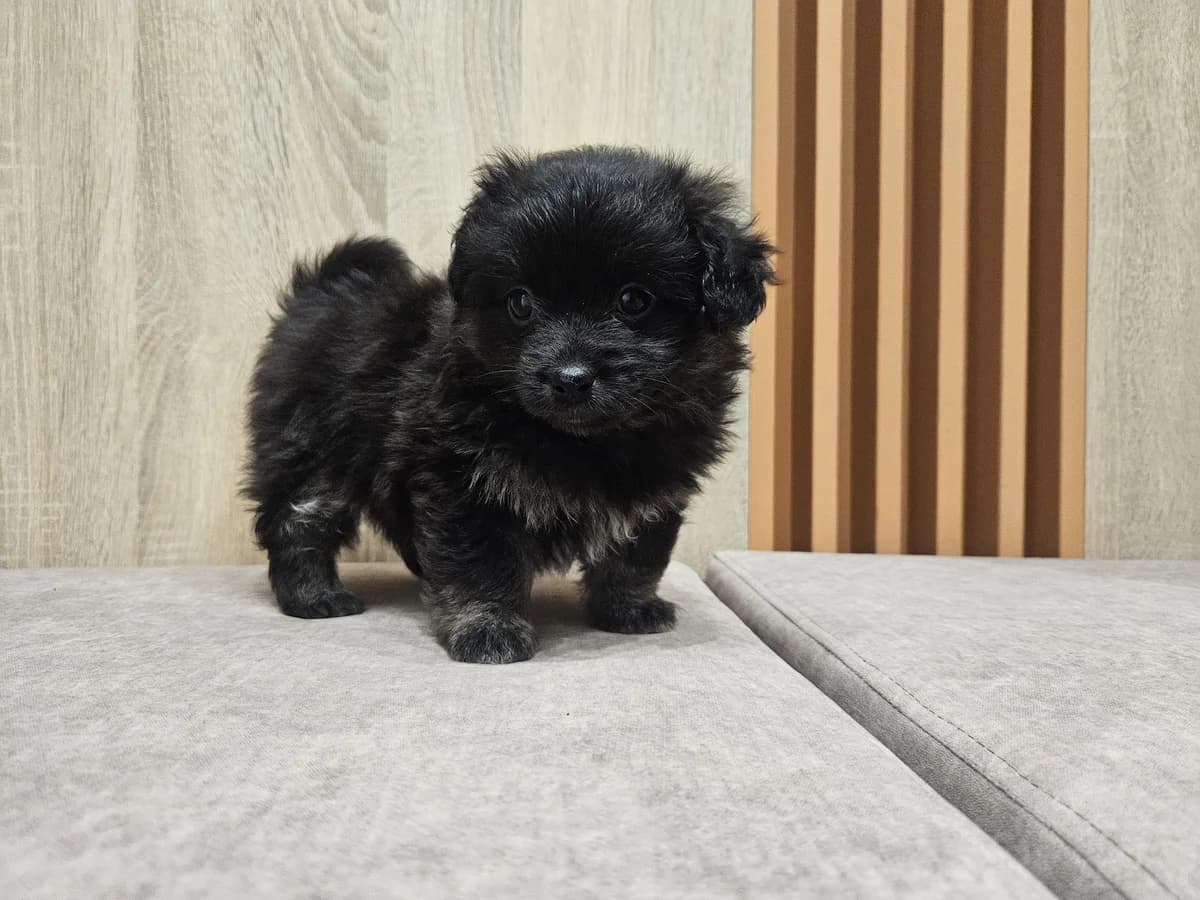 Asa, Mixed Breed for adoption at Vilkaviškio Gyvūnų Globos Namai, Vilniaus m. sav.