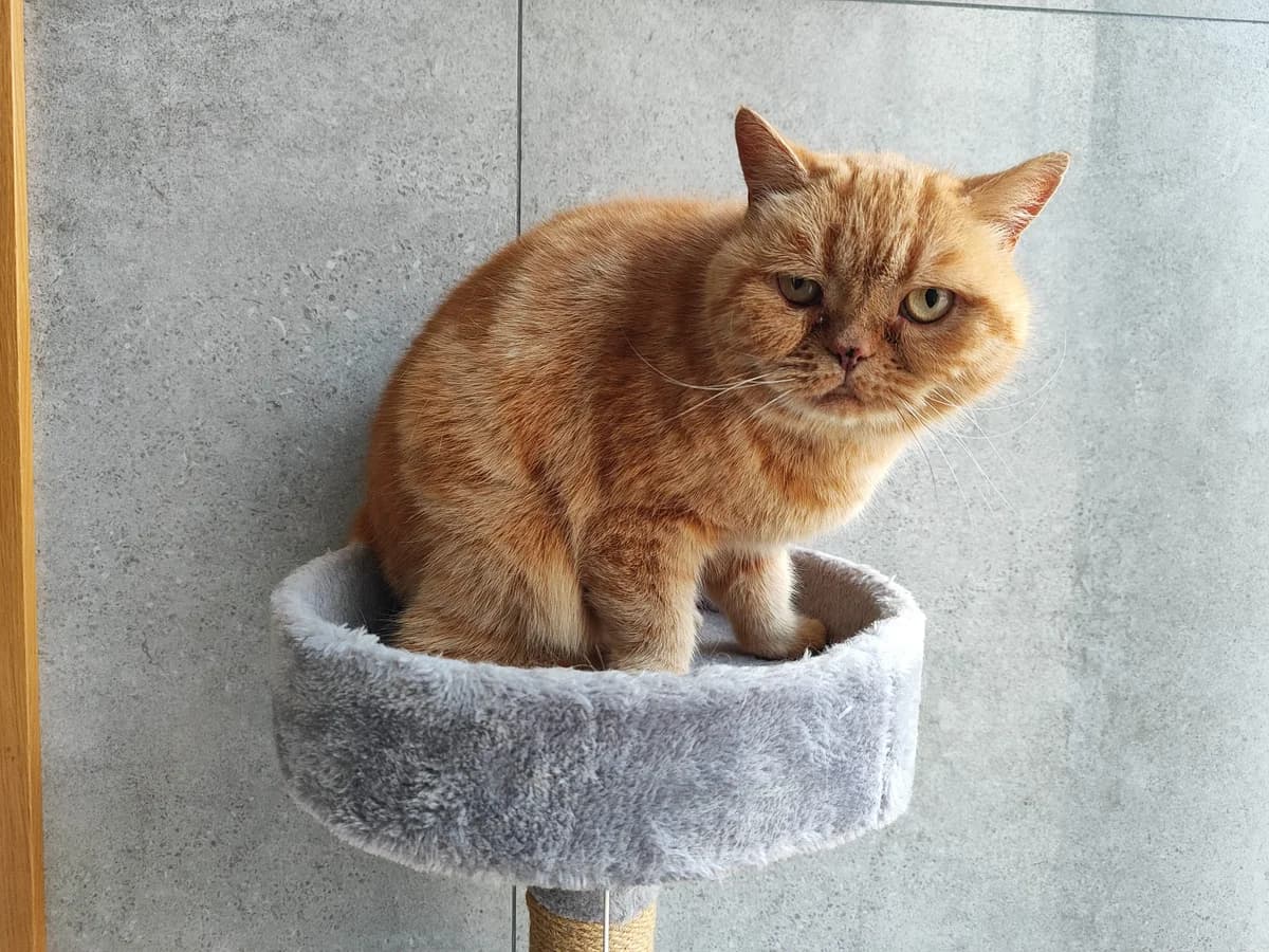 Bafi,  Mixed Breed for adoption at Vilkaviškio Gyvūnų Globos Namai, Vilniaus m. sav.