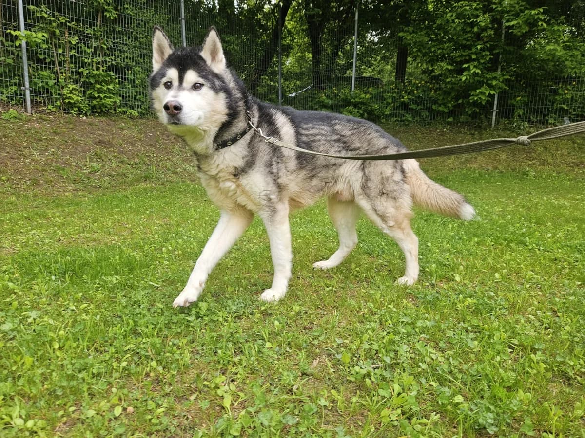 Baksas, Mixed Breed for adoption at Vilkaviškio Gyvūnų Globos Namai, Vilniaus m. sav.