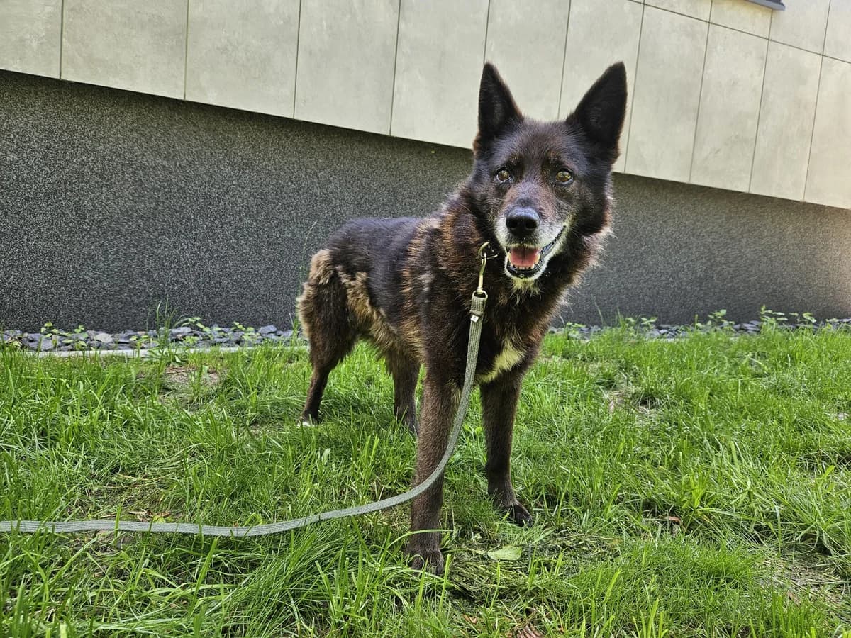 Baris, Mixed Breed for adoption at Vilkaviškio Gyvūnų Globos Namai, Vilniaus m. sav.