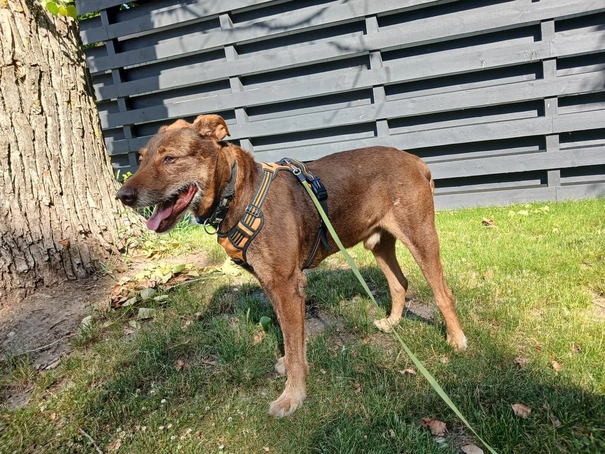 Bartas,  Mixed Breed for adoption at Vilkaviškio Gyvūnų Globos Namai, Vilniaus m. sav.