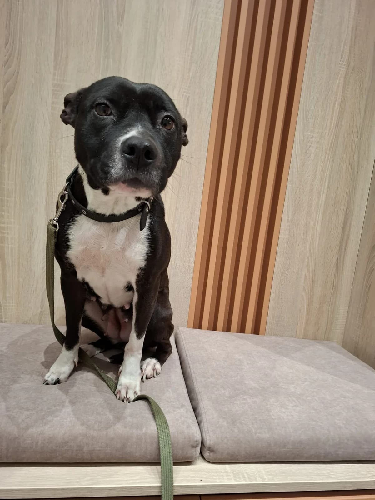 Bela, Mixed Breed for adoption at Vilkaviškio Gyvūnų Globos Namai, Vilniaus m. sav.