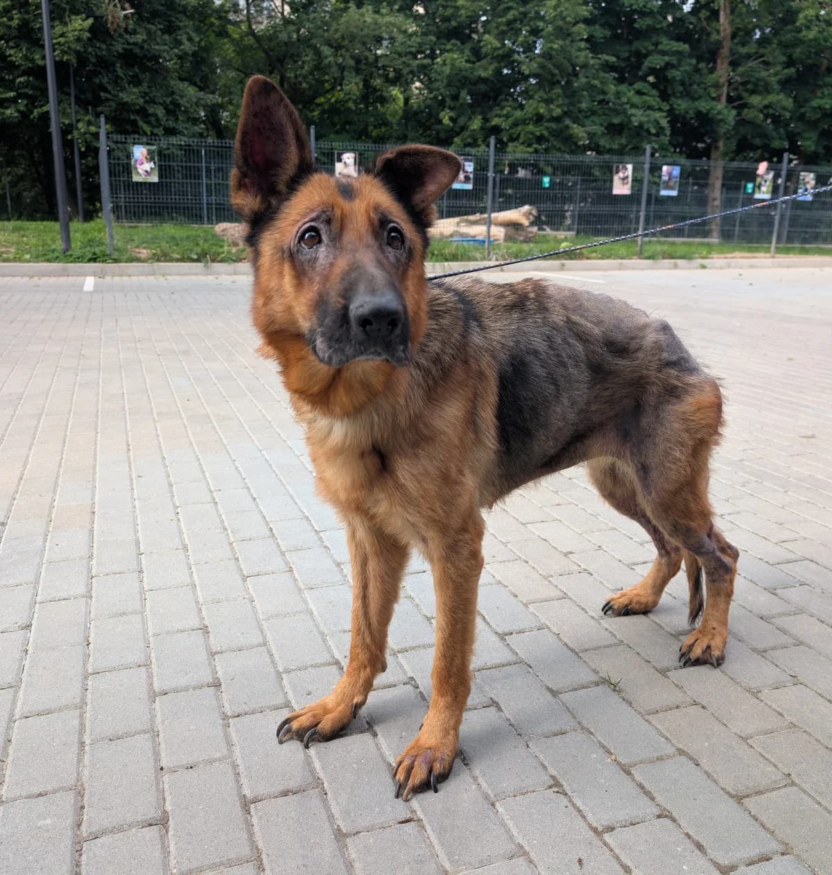 Berta,  Mixed Breed for adoption at Vilkaviškio Gyvūnų Globos Namai, Vilniaus m. sav.