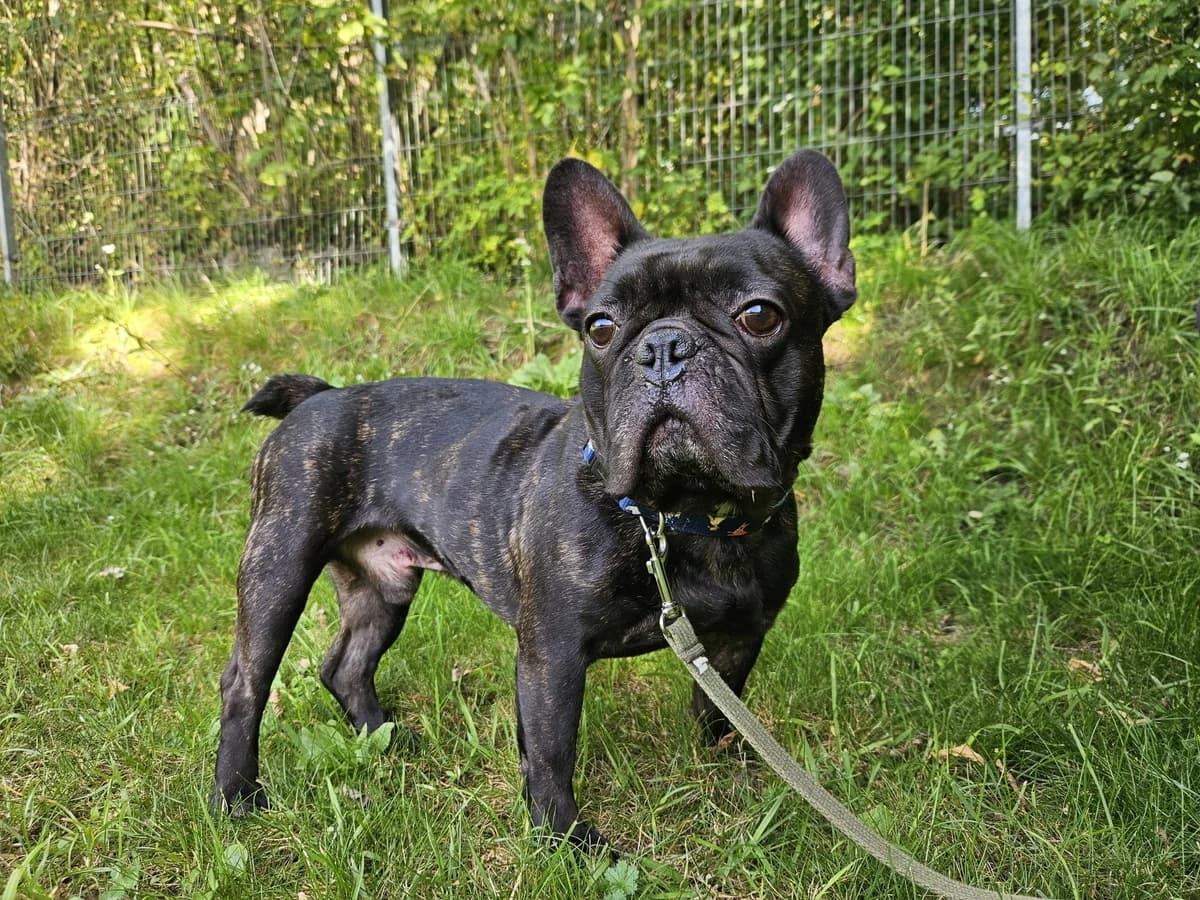Bimo (rezervuotas),  Mixed Breed for adoption at Vilkaviškio Gyvūnų Globos Namai, Vilniaus m. sav.