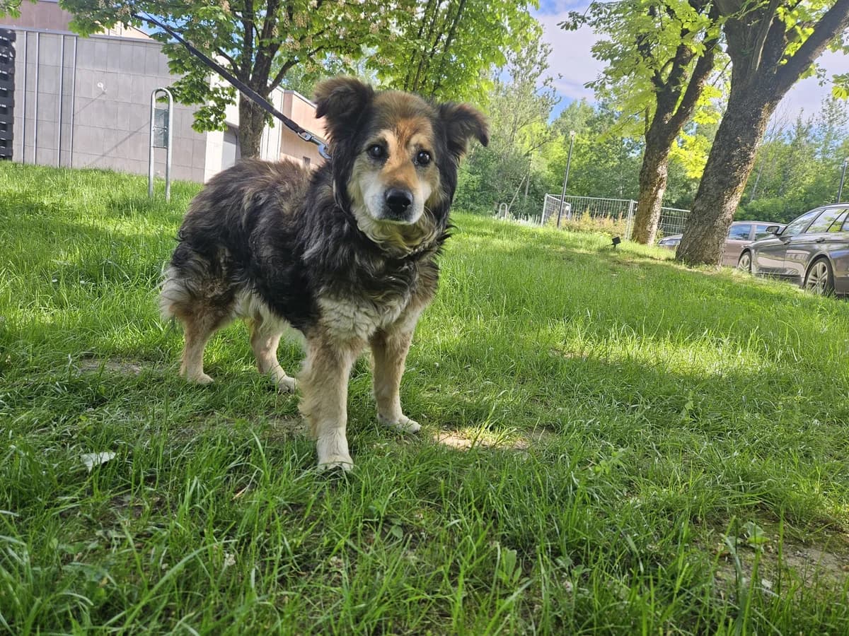 Bobas, Mixed Breed for adoption at Vilkaviškio Gyvūnų Globos Namai, Vilniaus m. sav.