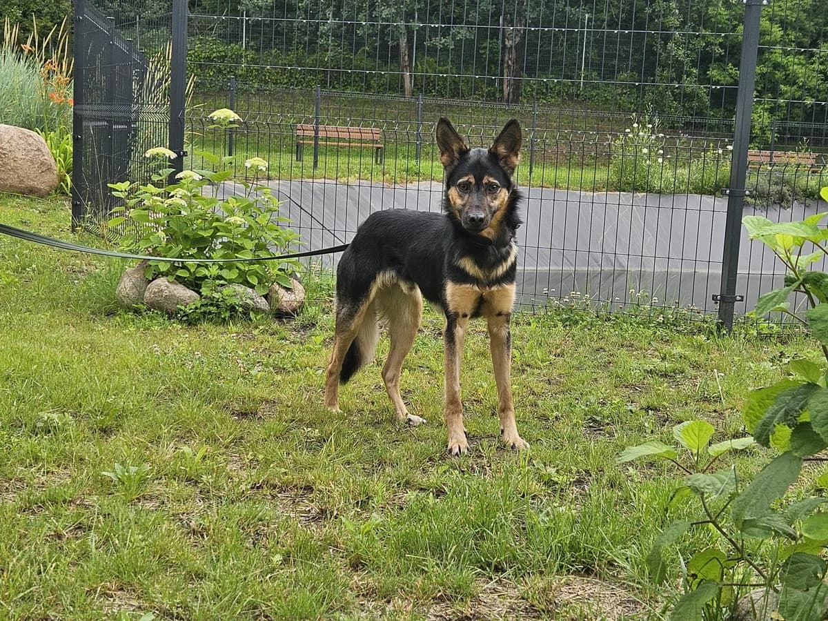 Bojus, Mixed Breed for adoption at Vilkaviškio Gyvūnų Globos Namai, Vilniaus m. sav.
