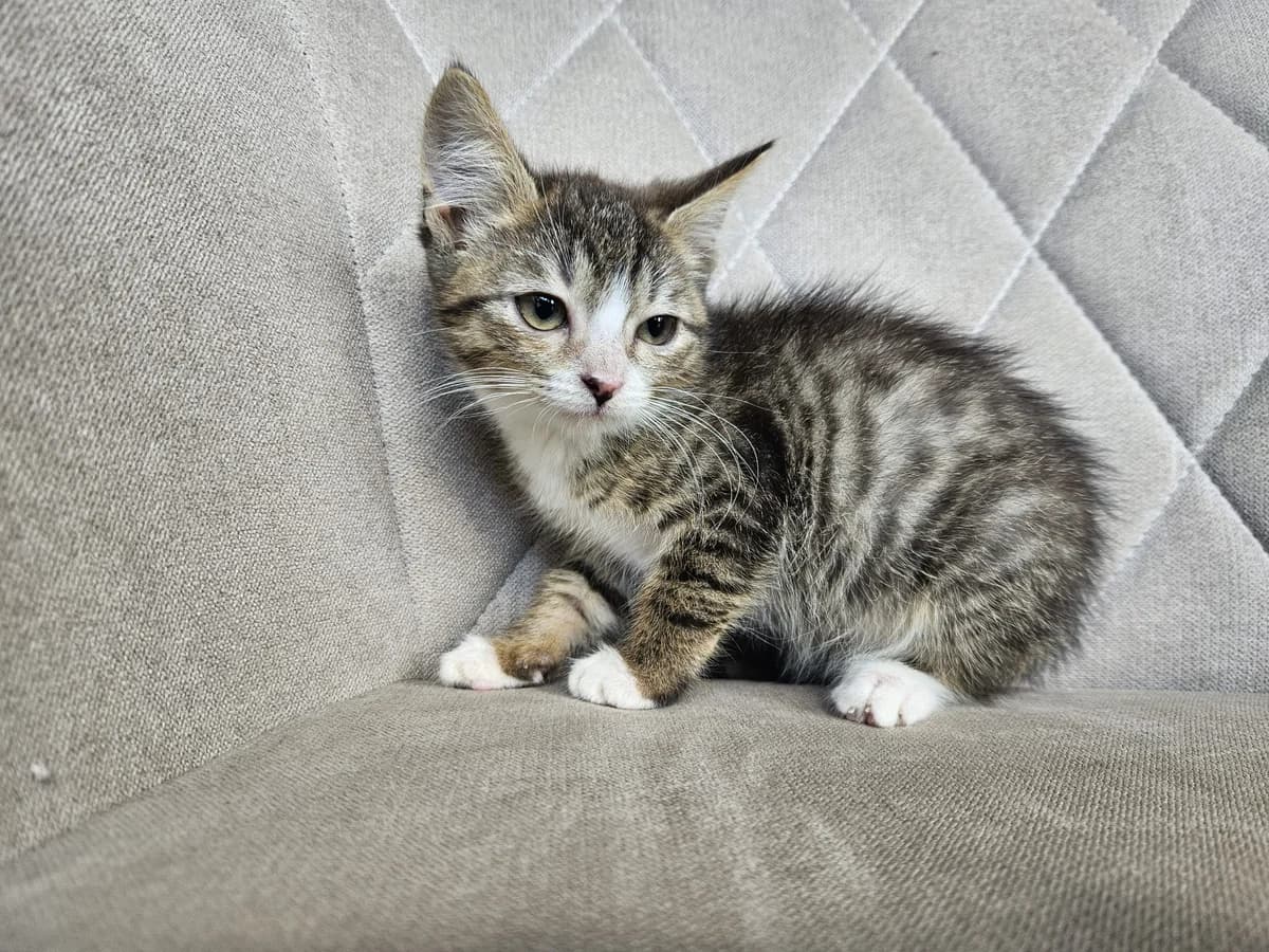 Dafnė,  Mixed Breed for adoption at Vilkaviškio Gyvūnų Globos Namai, Vilniaus m. sav.