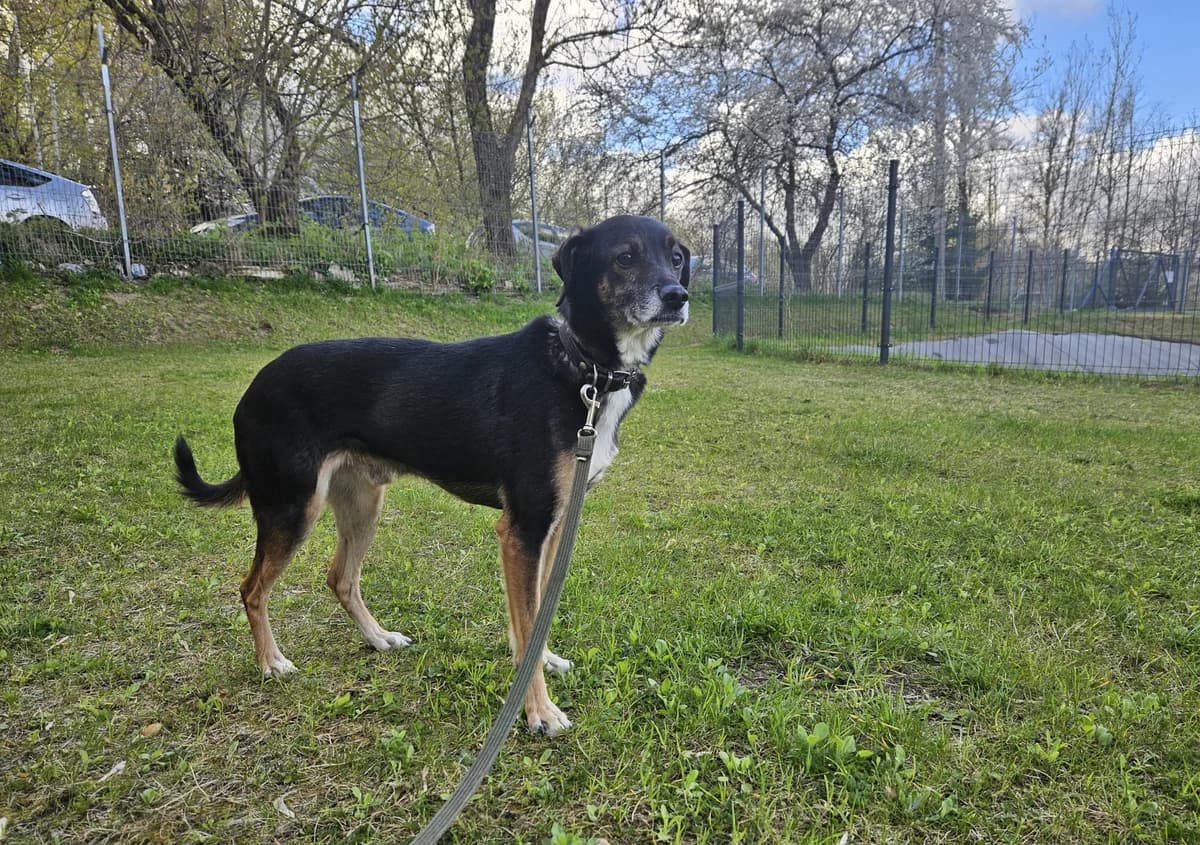 Džekas, Mixed Breed for adoption at Vilkaviškio Gyvūnų Globos Namai, Vilniaus m. sav.