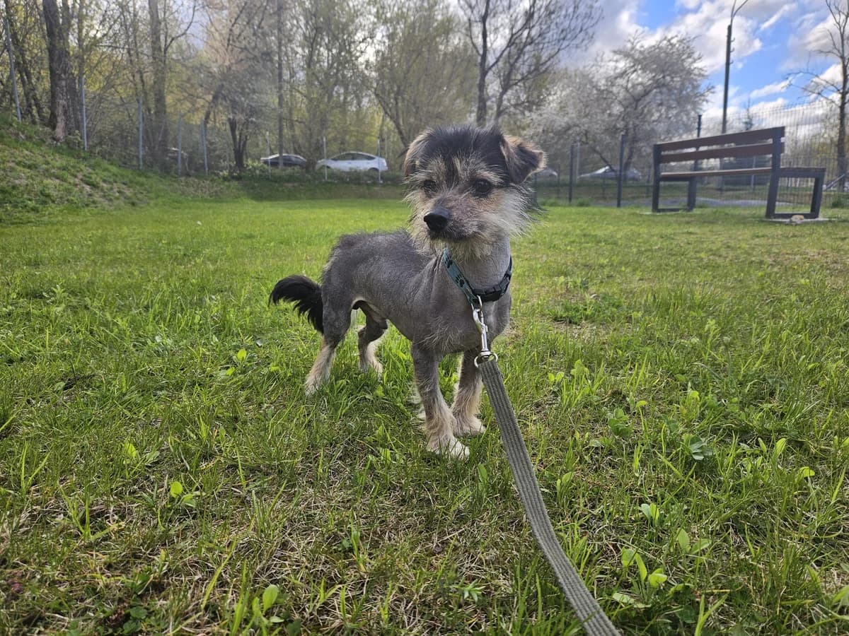 Džimis, Mixed Breed for adoption at Vilkaviškio Gyvūnų Globos Namai, Vilniaus m. sav.