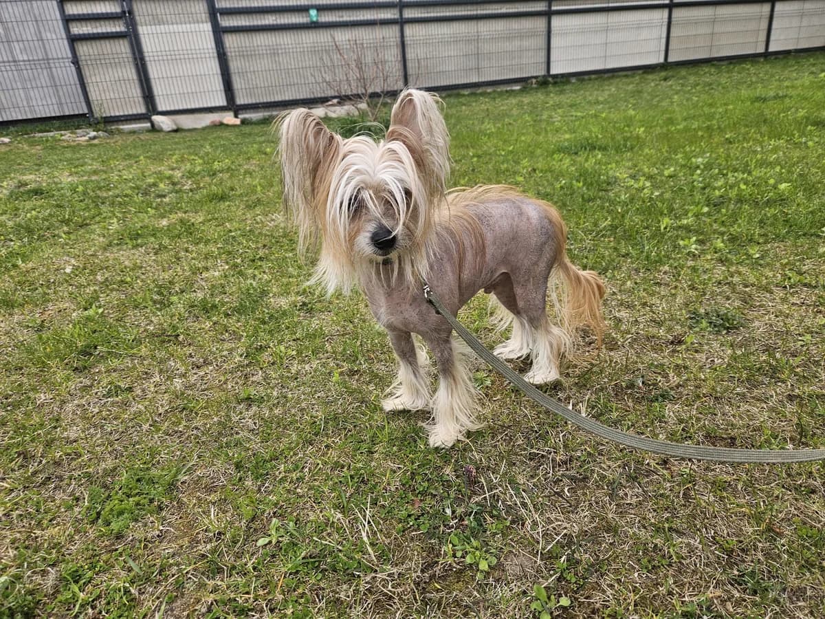 Foksas, Mixed Breed for adoption at Vilkaviškio Gyvūnų Globos Namai, Vilniaus m. sav.