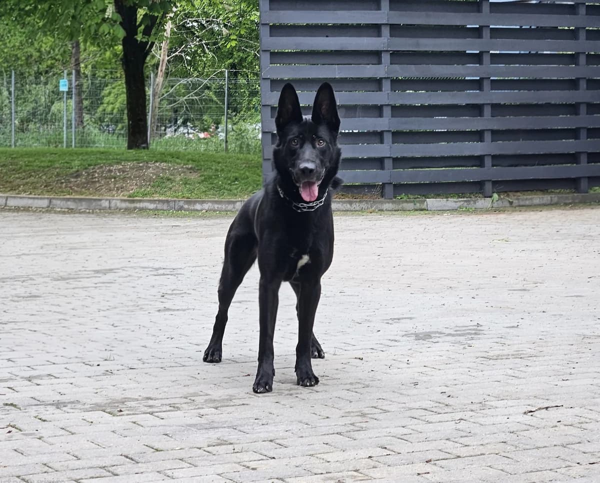 Grafas, Mixed Breed for adoption at Vilkaviškio Gyvūnų Globos Namai, Vilniaus m. sav.