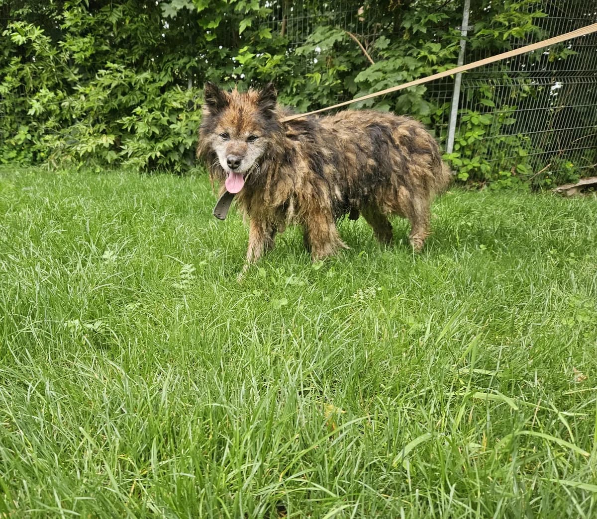 Hugo, Mixed Breed for adoption at Vilkaviškio Gyvūnų Globos Namai, Vilniaus m. sav.