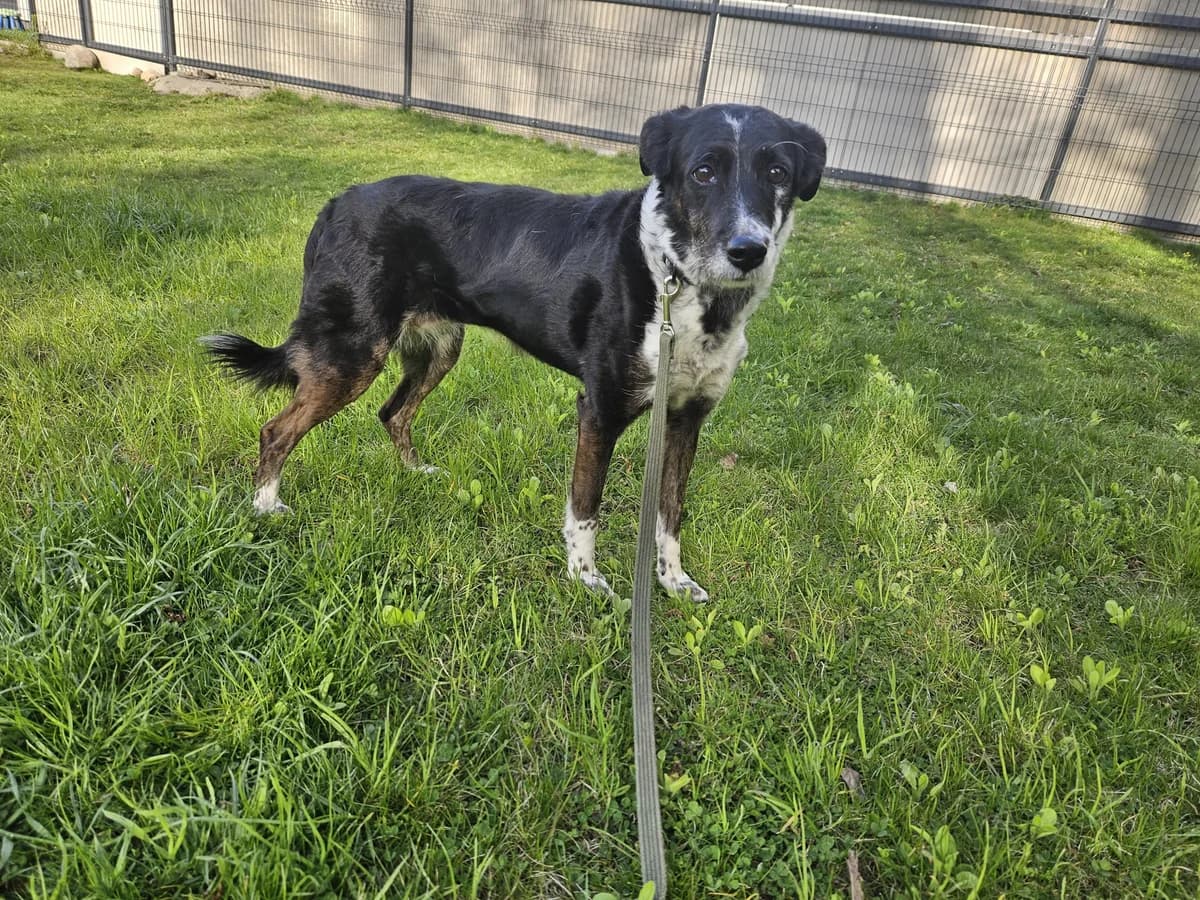 Iva, Mixed Breed for adoption at Vilkaviškio Gyvūnų Globos Namai, Vilniaus m. sav.