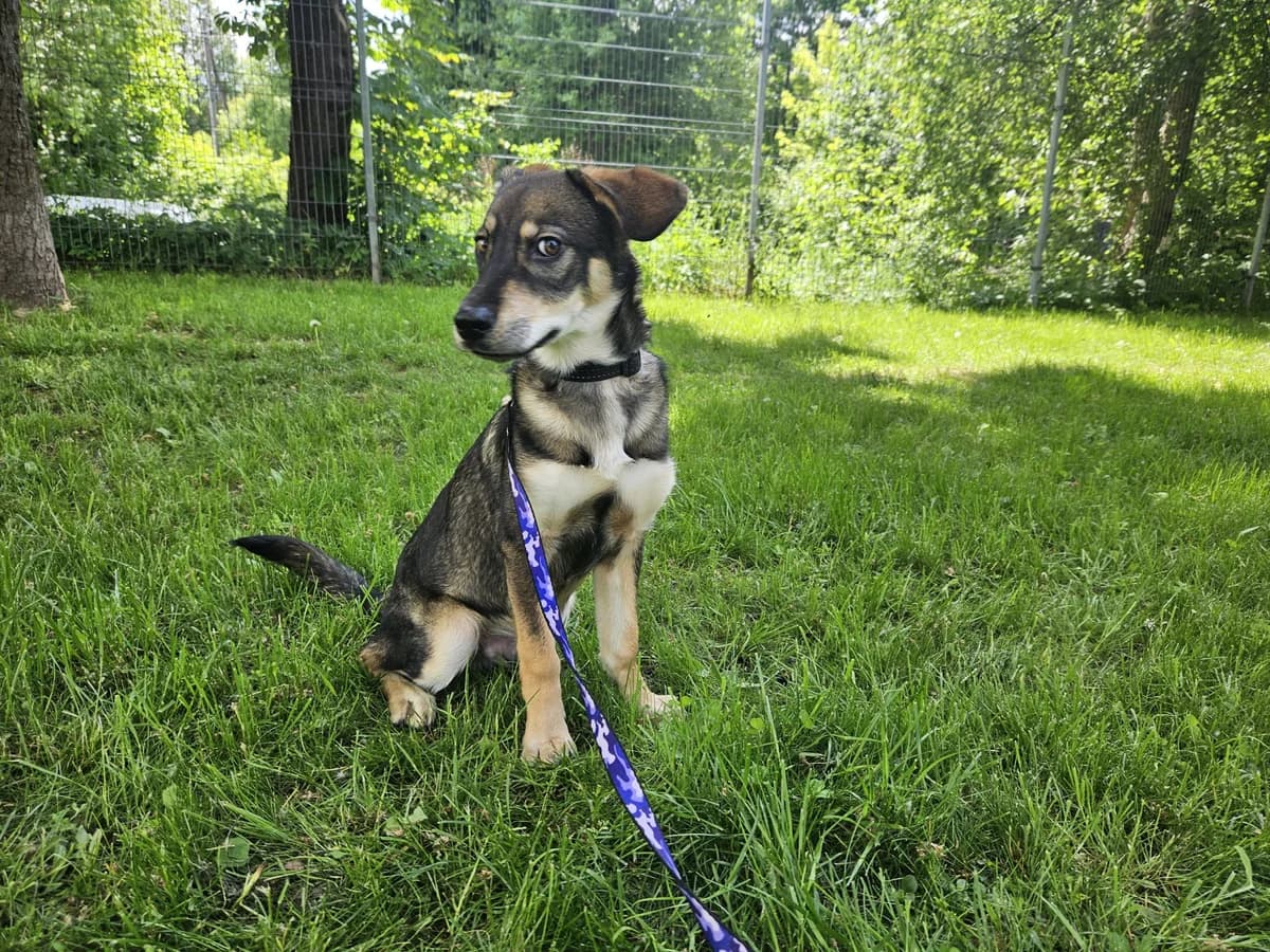 Keksas,  Mixed Breed for adoption at Vilkaviškio Gyvūnų Globos Namai, Vilniaus m. sav.