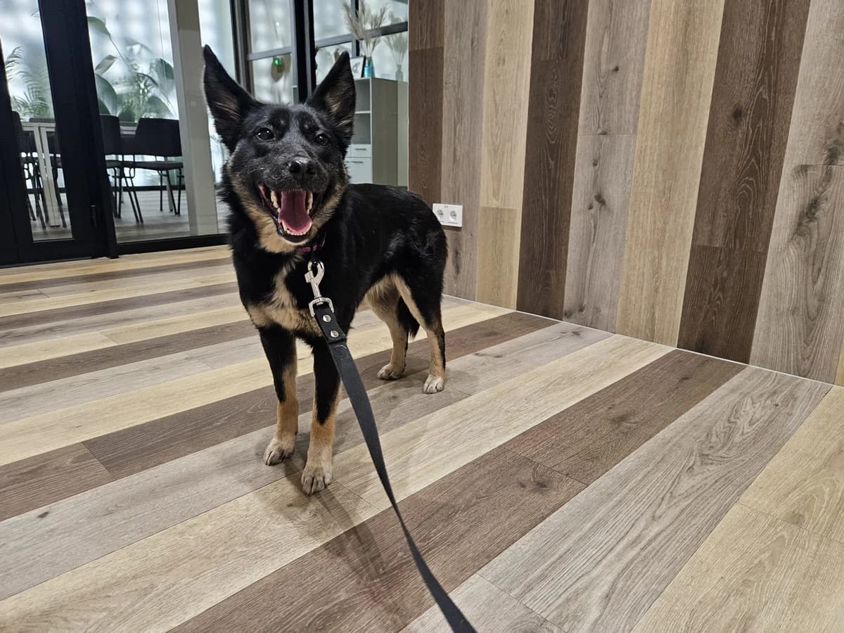 Kira, Mixed Breed for adoption at Vilkaviškio Gyvūnų Globos Namai, Vilniaus m. sav.