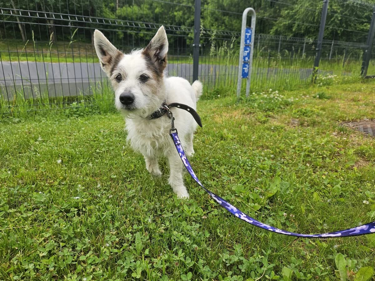 Kobis,  Mixed Breed for adoption at Vilkaviškio Gyvūnų Globos Namai, Vilniaus m. sav.
