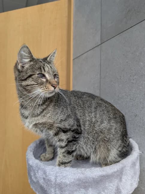 Kreta,  Mixed Breed for adoption at Vilkaviškio Gyvūnų Globos Namai, Vilniaus m. sav.
