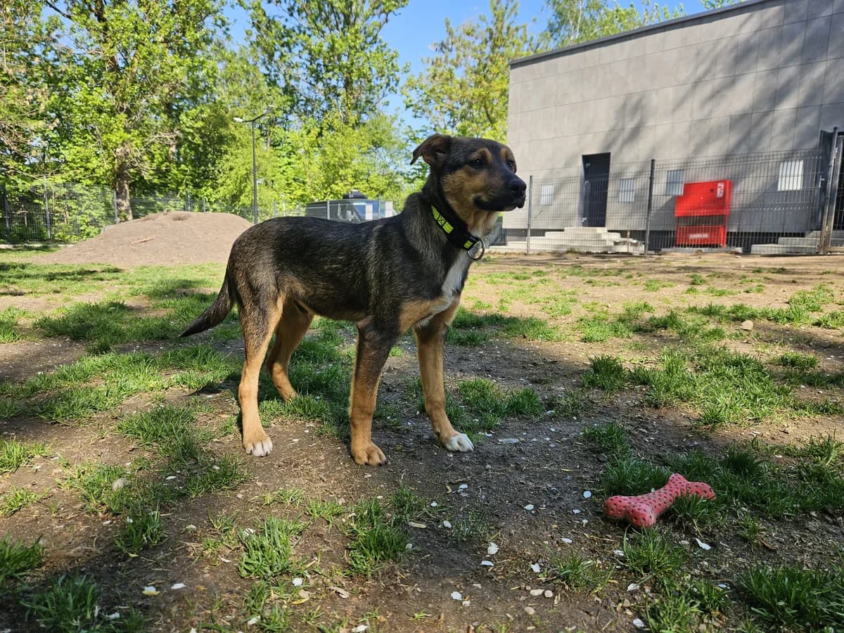 Lakis, Mixed Breed for adoption at Vilkaviškio Gyvūnų Globos Namai, Vilniaus m. sav.