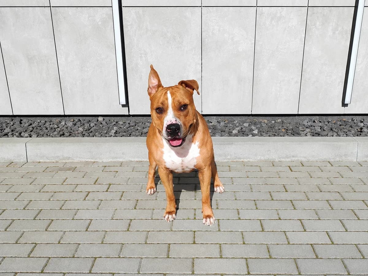 Lakis, Mixed Breed for adoption at Vilkaviškio Gyvūnų Globos Namai, Vilniaus m. sav.