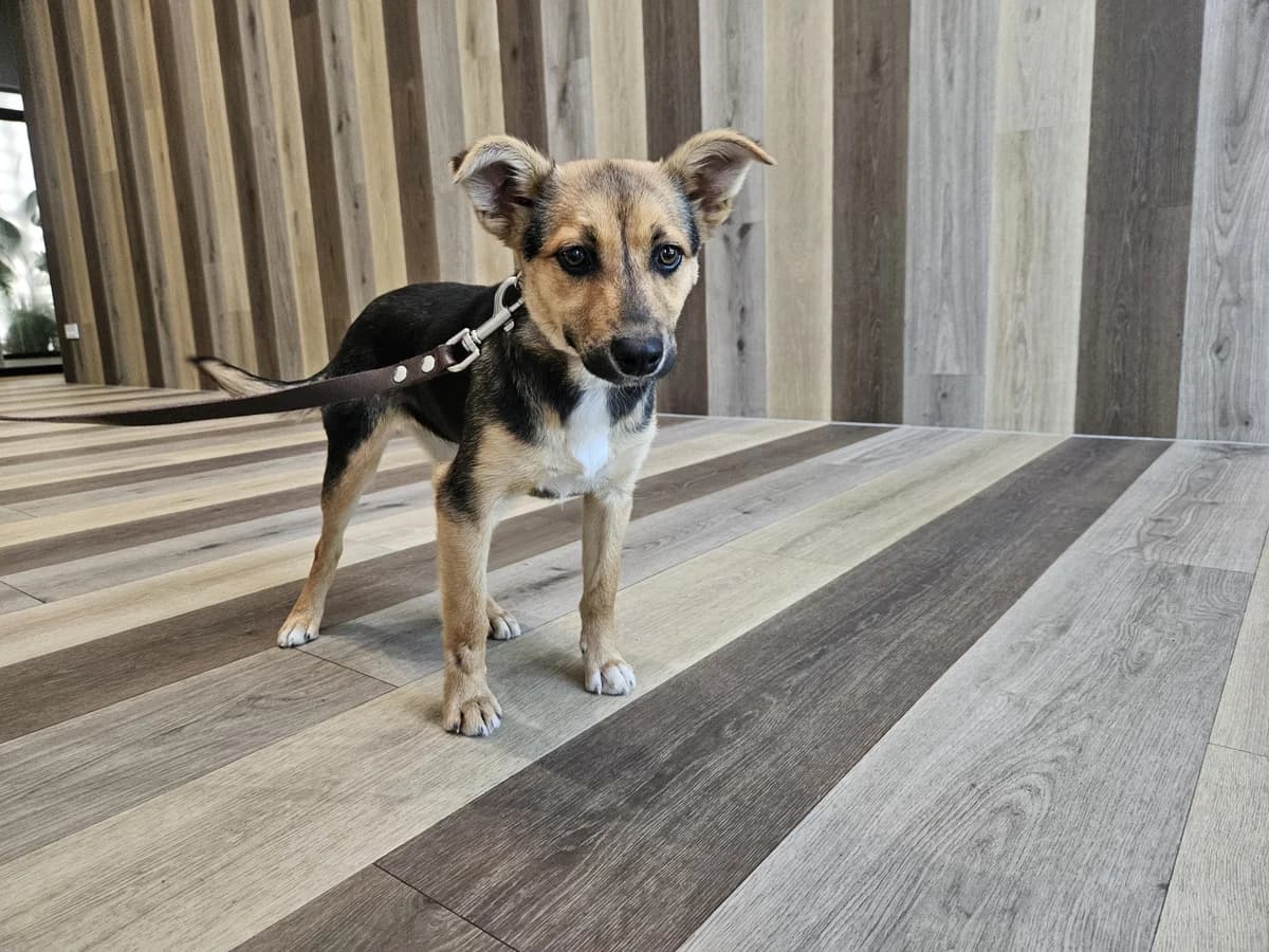 Lara, Mixed Breed for adoption at Vilkaviškio Gyvūnų Globos Namai, Vilniaus m. sav.