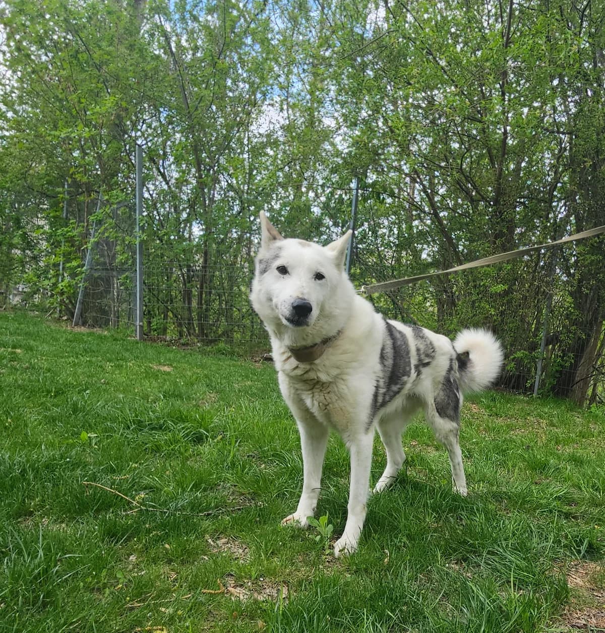 Marsas, Mixed Breed for adoption at Vilkaviškio Gyvūnų Globos Namai, Vilniaus m. sav.