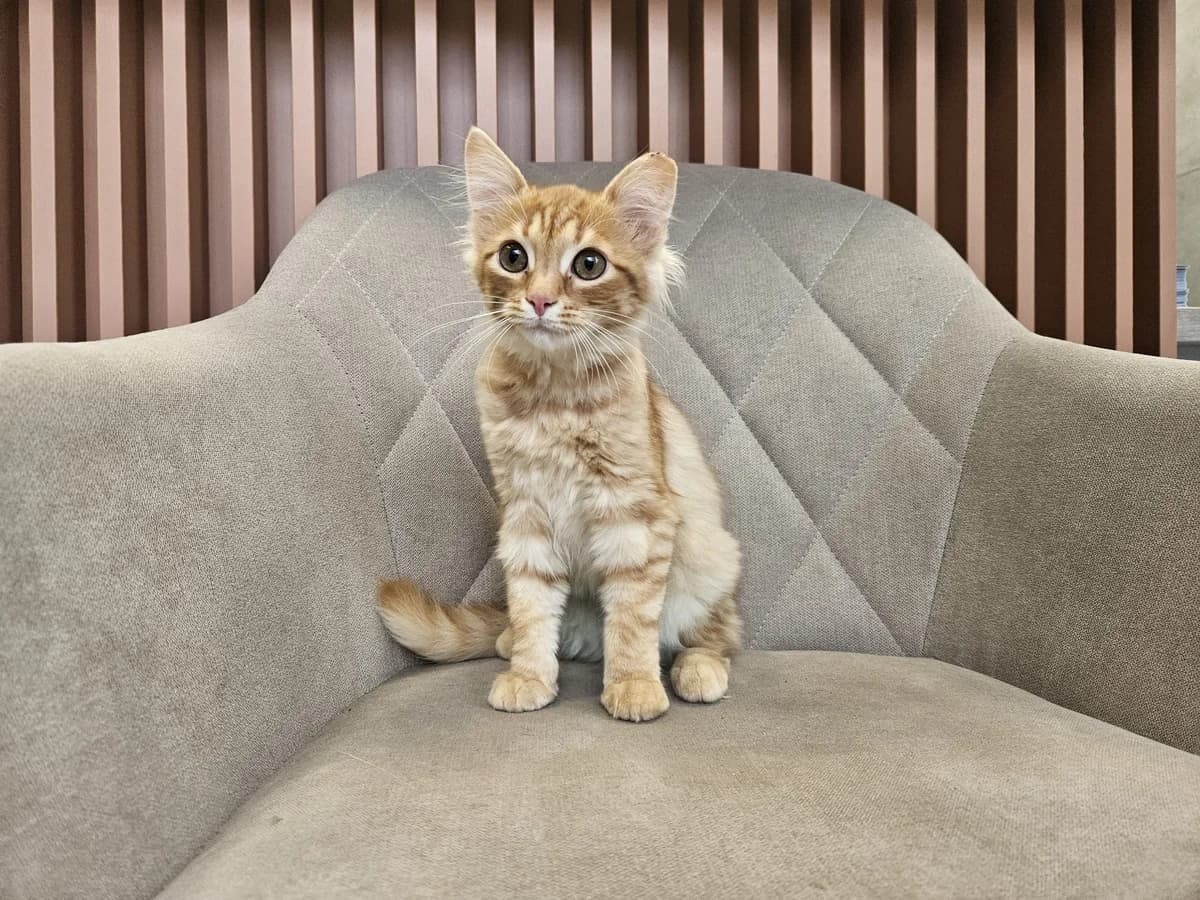 Medutė,  Mixed Breed for adoption at Vilkaviškio Gyvūnų Globos Namai, Vilniaus m. sav.