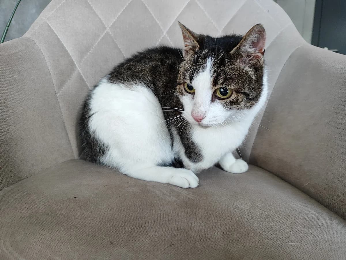 Meilė,  Mixed Breed for adoption at Vilkaviškio Gyvūnų Globos Namai, Vilniaus m. sav.