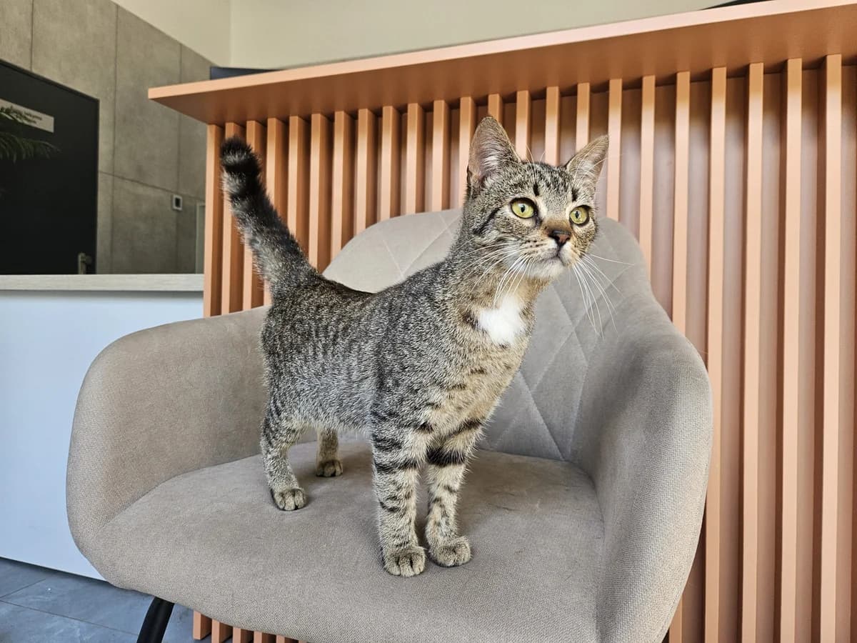 Meilius,  Mixed Breed for adoption at Vilkaviškio Gyvūnų Globos Namai, Vilniaus m. sav.