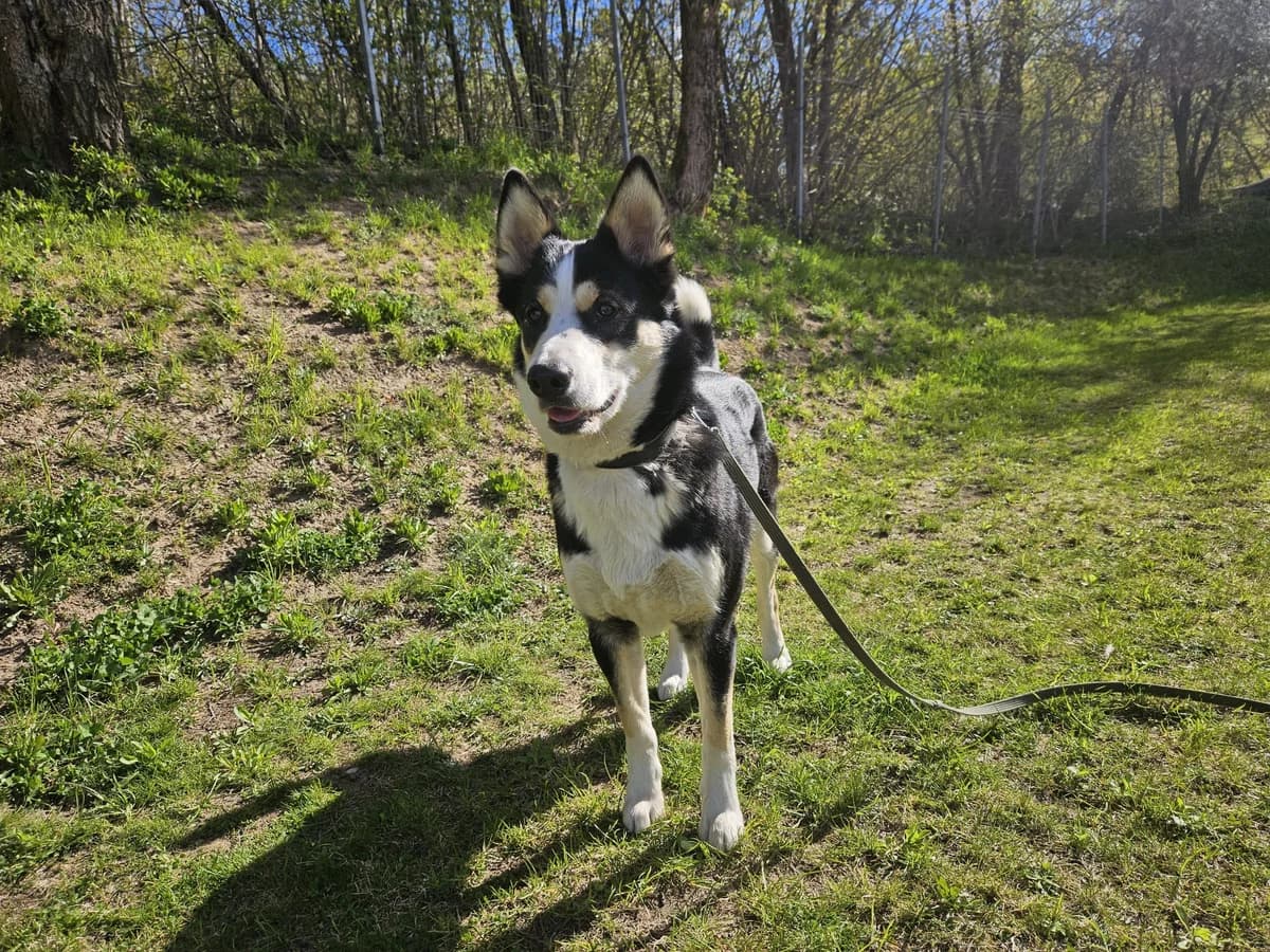 Mila, Mixed Breed for adoption at Vilkaviškio Gyvūnų Globos Namai, Vilniaus m. sav.
