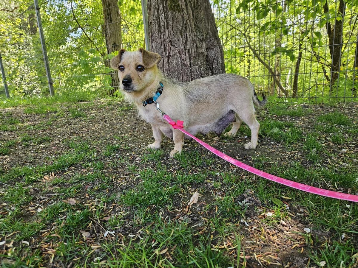 Morka, Mixed Breed for adoption at Vilkaviškio Gyvūnų Globos Namai, Vilniaus m. sav.