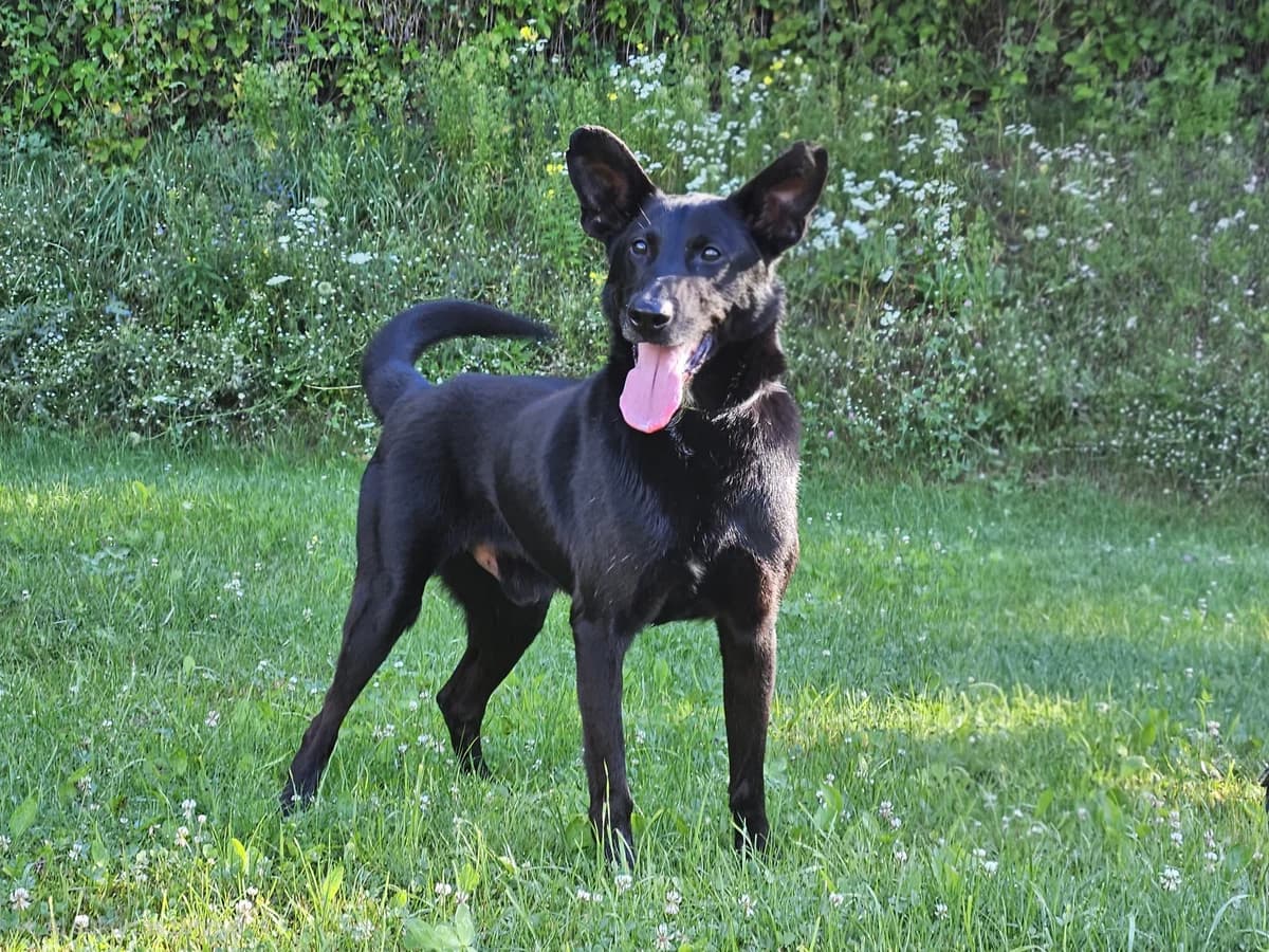 Mucha, Mixed Breed for adoption at Vilkaviškio Gyvūnų Globos Namai, Vilniaus m. sav.