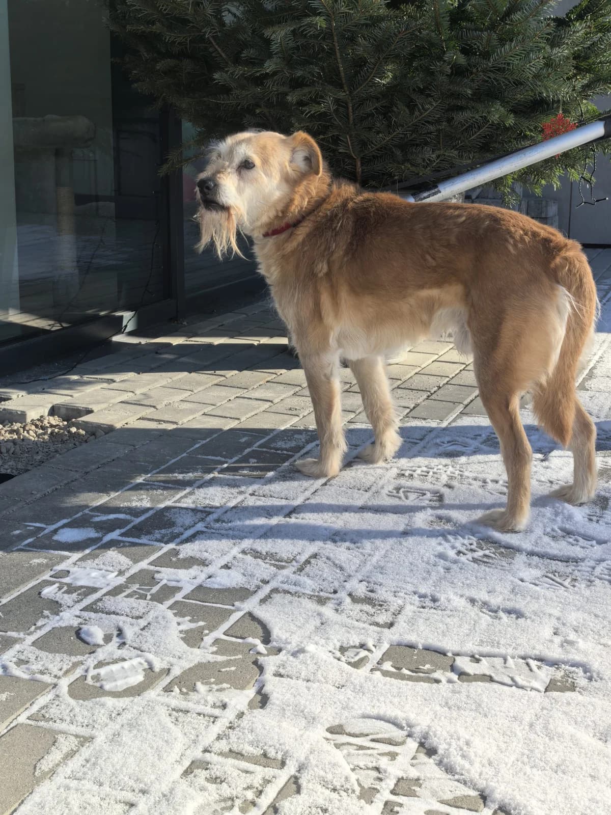 Murzius, Mixed Breed for adoption at Vilkaviškio Gyvūnų Globos Namai, Vilniaus m. sav.