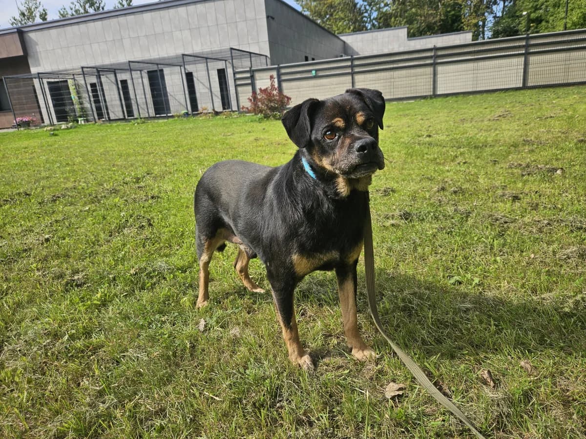 Otelas, Mixed Breed for adoption at Vilkaviškio Gyvūnų Globos Namai, Vilniaus m. sav.