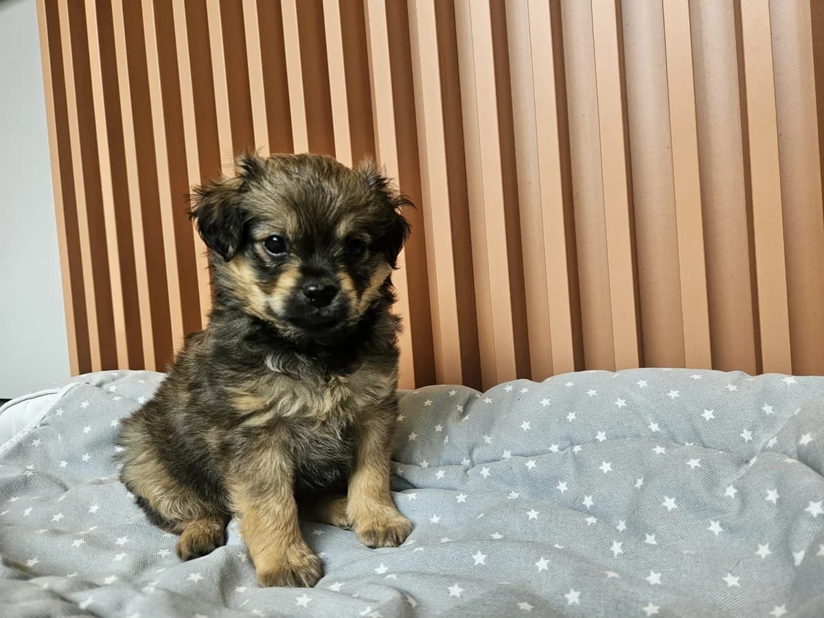 Pako, Mixed Breed for adoption at Vilkaviškio Gyvūnų Globos Namai, Vilniaus m. sav.