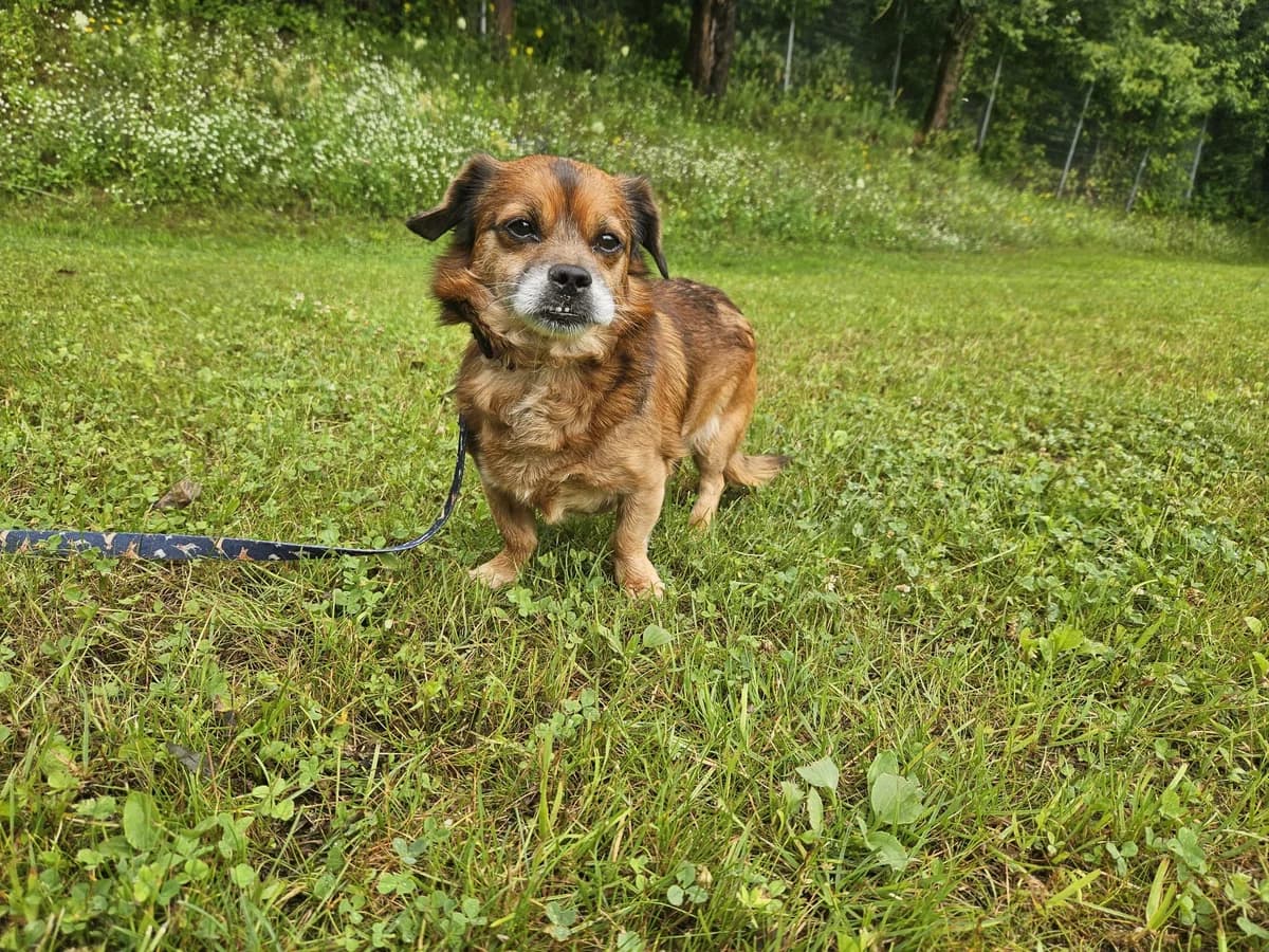 Pikis,  Mixed Breed for adoption at Vilkaviškio Gyvūnų Globos Namai, Vilniaus m. sav.